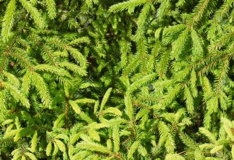Texture of pine needles