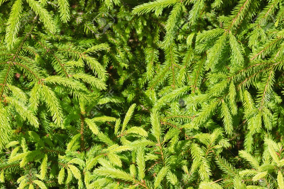 Background of the thorny branches of pine trees. The texture of the background