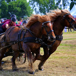 IMG_3310.jpg